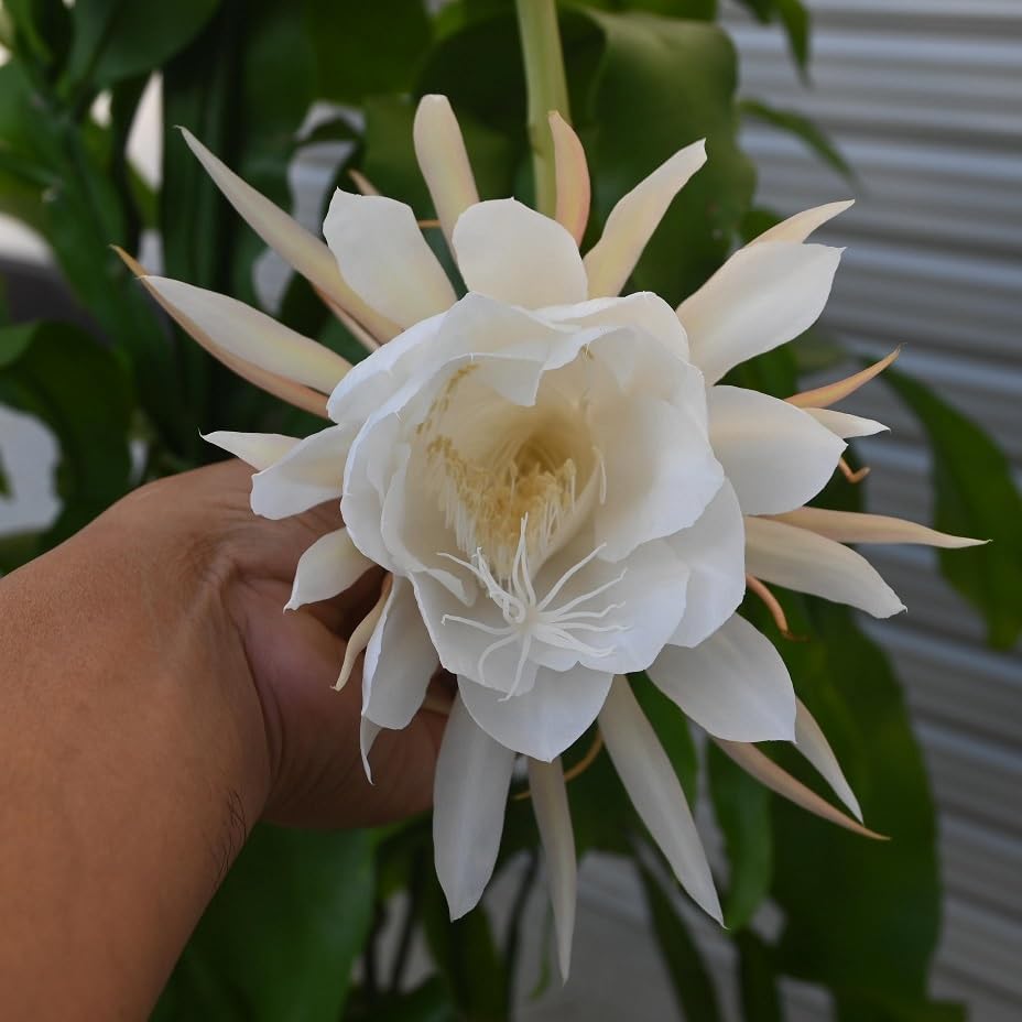 月下美人 苗（開花済み）